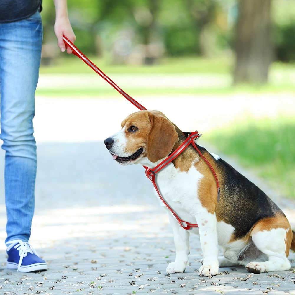 arnés para perros martingala